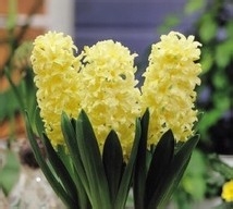 【风信子】解读风信子的养殖方法及注意事项