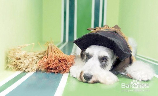 学宠物美容的原因