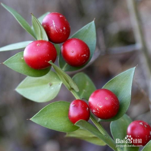 假叶树的养殖方法和注意事项