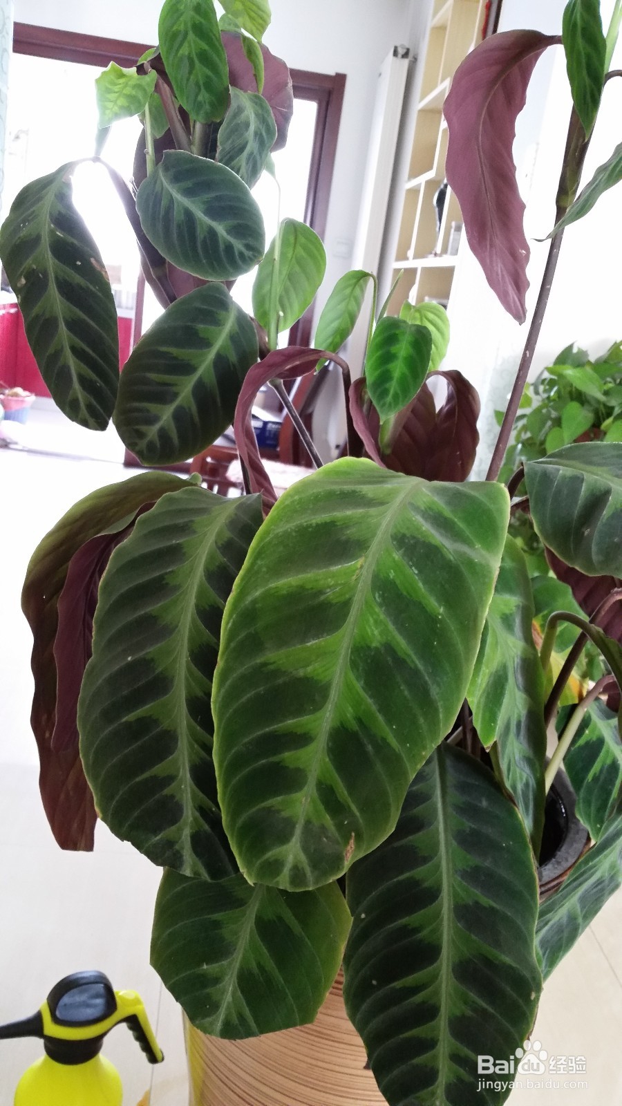 天鹅绒竹芋叶边干枯的处理