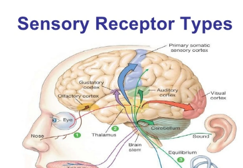 感受器的一般生理特性有哪些
