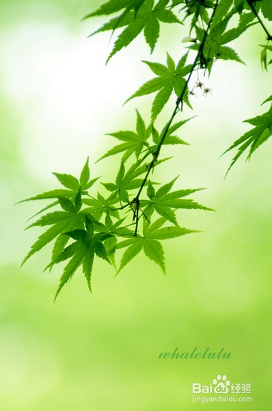 咳嗽是怎么回事呀