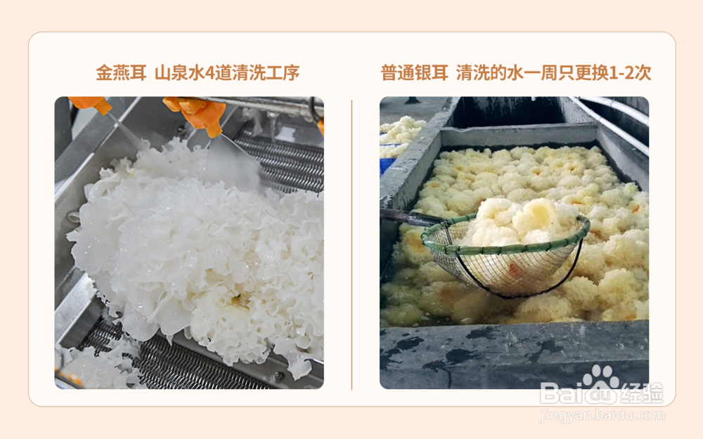 金燕耳和普通银耳的区别是什么
