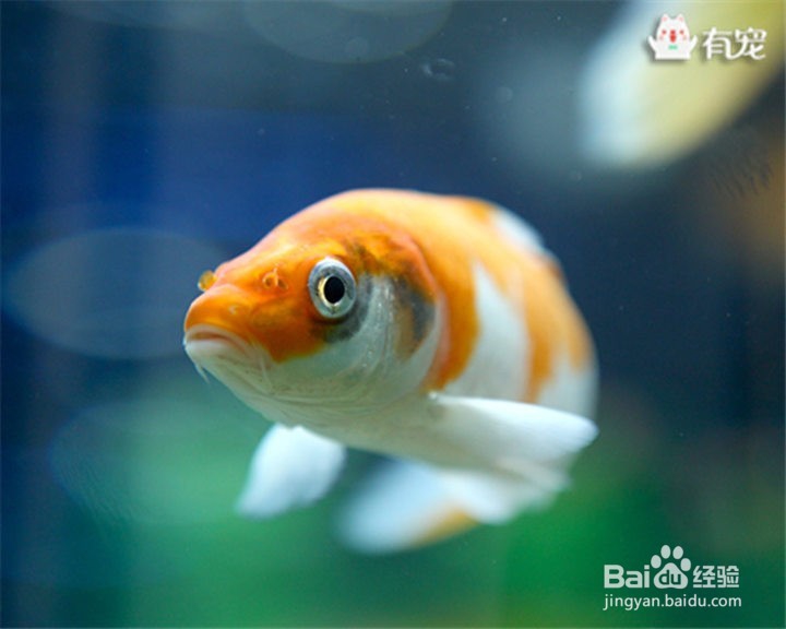 打造水底世界，你想让谁加入其中？