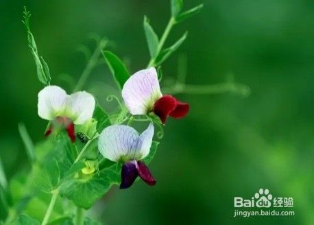 农村田间的蔬菜,开花原来这么美