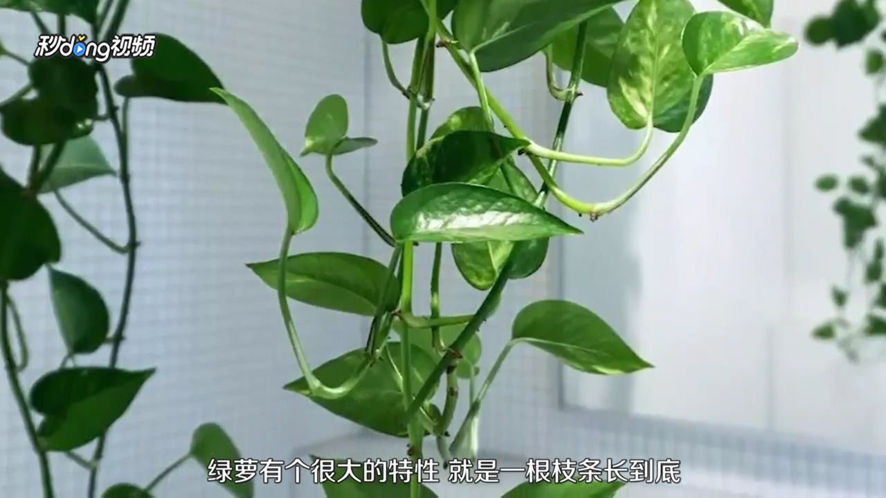 绿萝怎么扦插