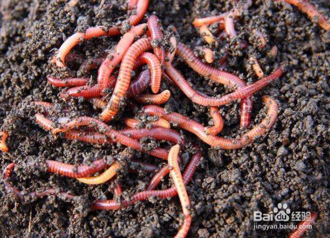 开春后怎么垂钓?初春天冷如何钓鱼