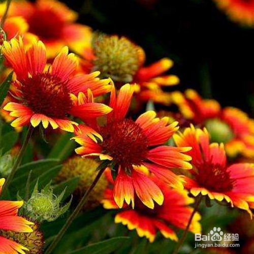 宿根天人菊的养殖方法和注意事项