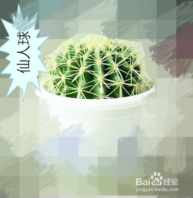 一般的家养绿化植物