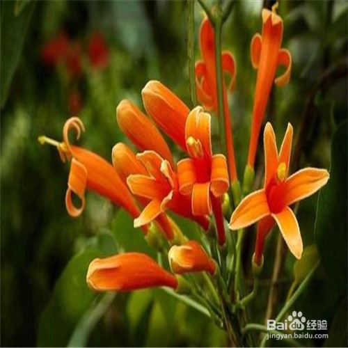 炮仗花如何扦插成活率高