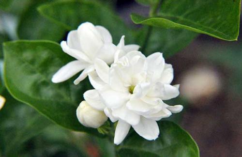 栀子花花朵变黄是怎么回事