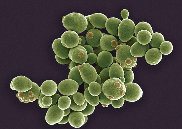 酵母菌有氧呼吸和无氧呼吸的产物