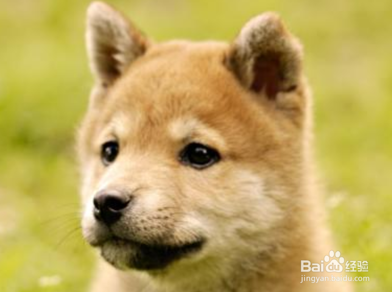 秋田犬怎么看纯不纯