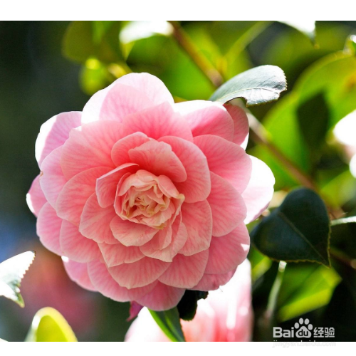 养茶花需要注意哪些