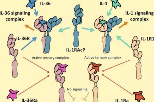 IL-6及TNF-a诱导细胞发生炎症的机理是什么