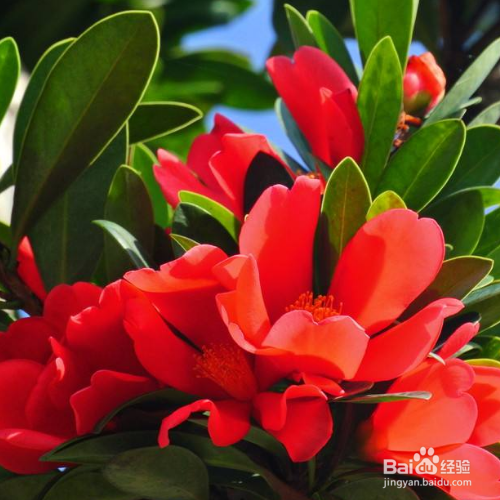 马缨花的养殖方法和注意事项