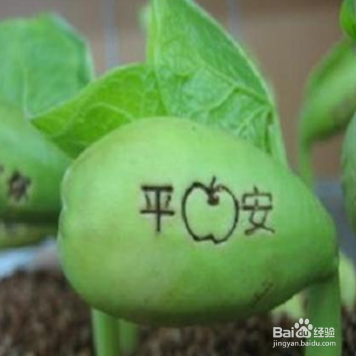 魔豆怎么种植