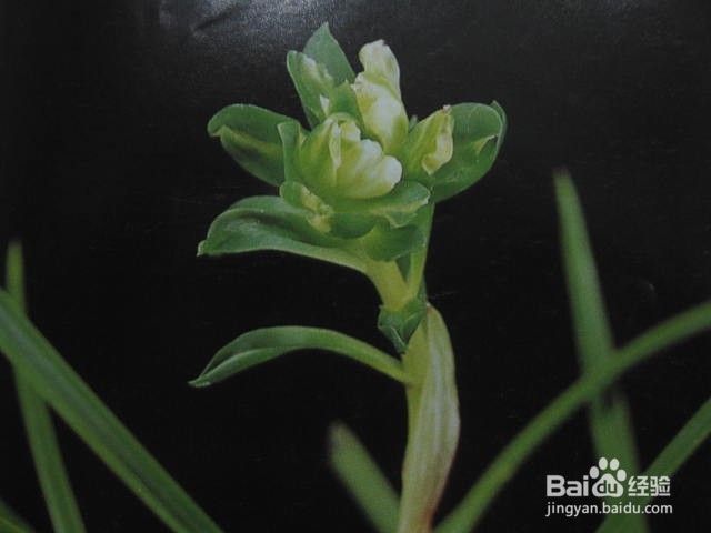 兰花兰菌的制作方法