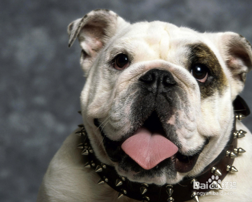 养宠物狗的注意事项