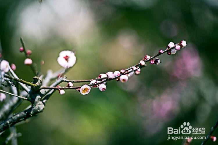 卖花渔村游玩攻略