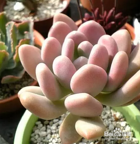 适合冬季养殖的多肉品种有哪些?