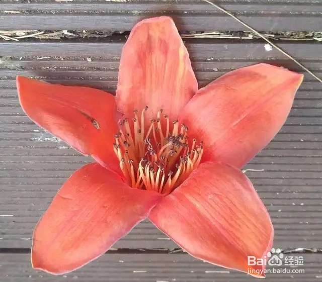 木棉花,一树能开几百朵,折点根枝就能扦插