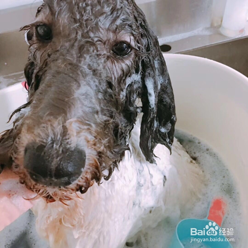 如何在家就可以自己给狗狗洗澡?