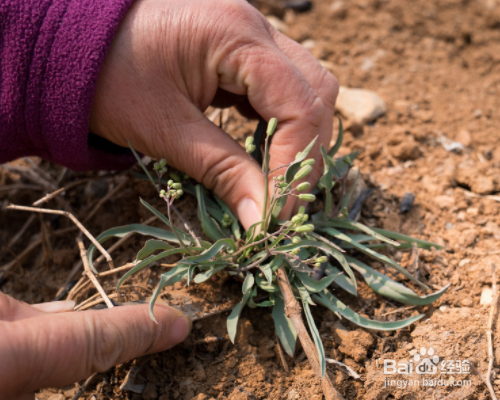 常见的野菜有哪些？