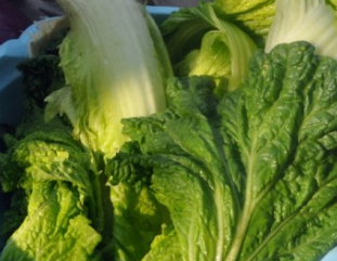 白菜豆腐炖鱿鱼卷