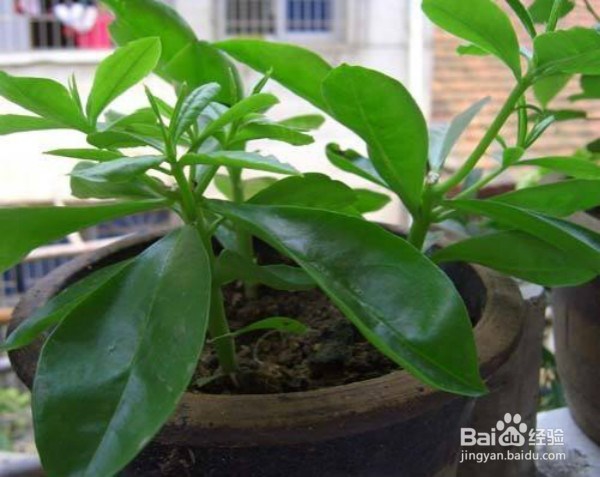 如何使用爽身粉解决其它问题