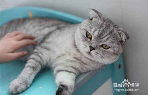 春季母猫发情怎么办