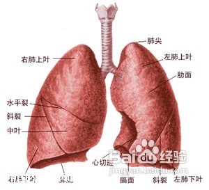 结核性胸膜炎的治疗