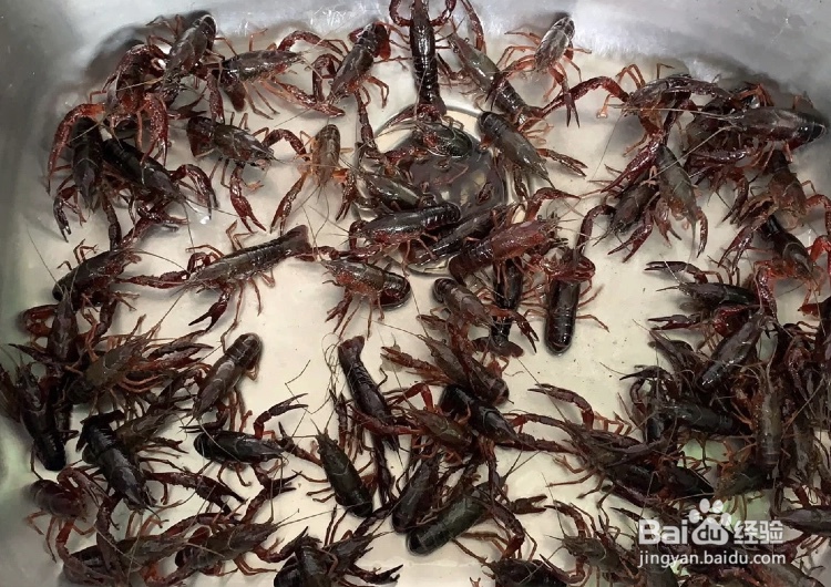 小龙虾当天不吃怎么保存