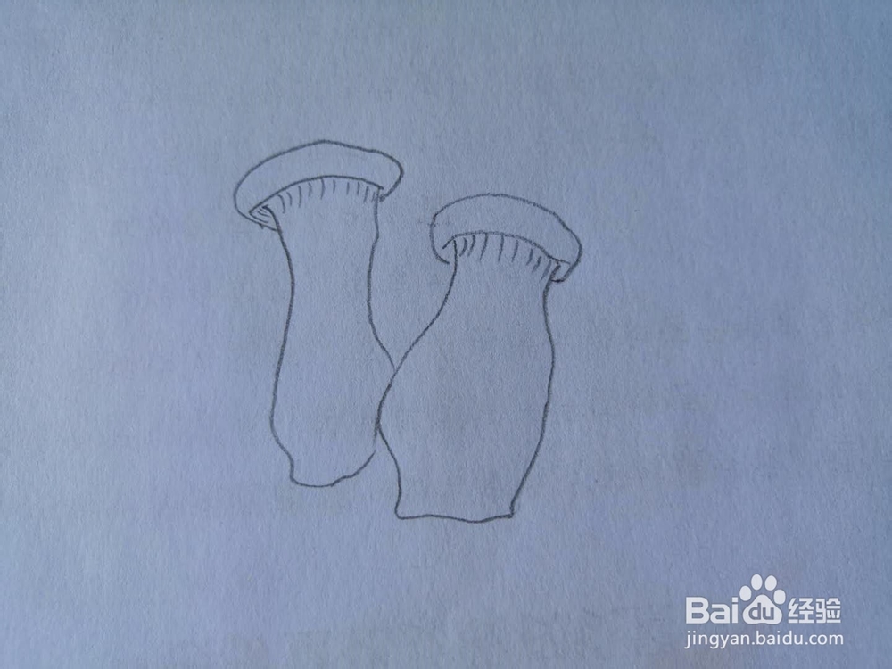 如何画杏鲍菇简笔画？