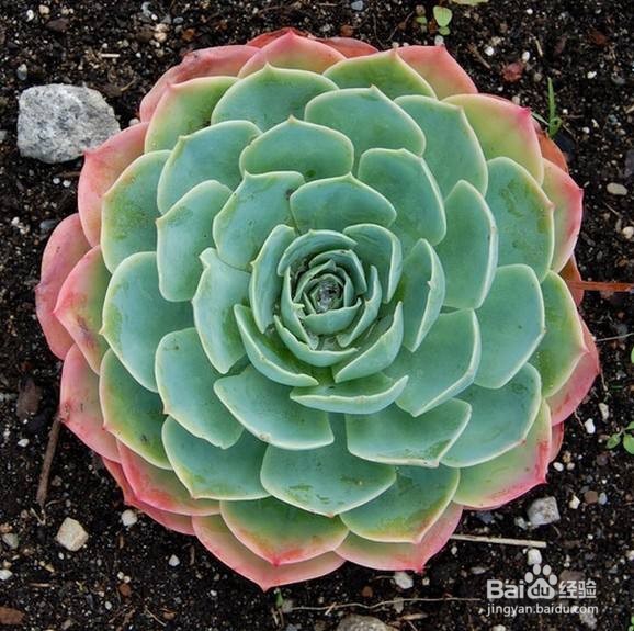 防辐射的植物有哪些