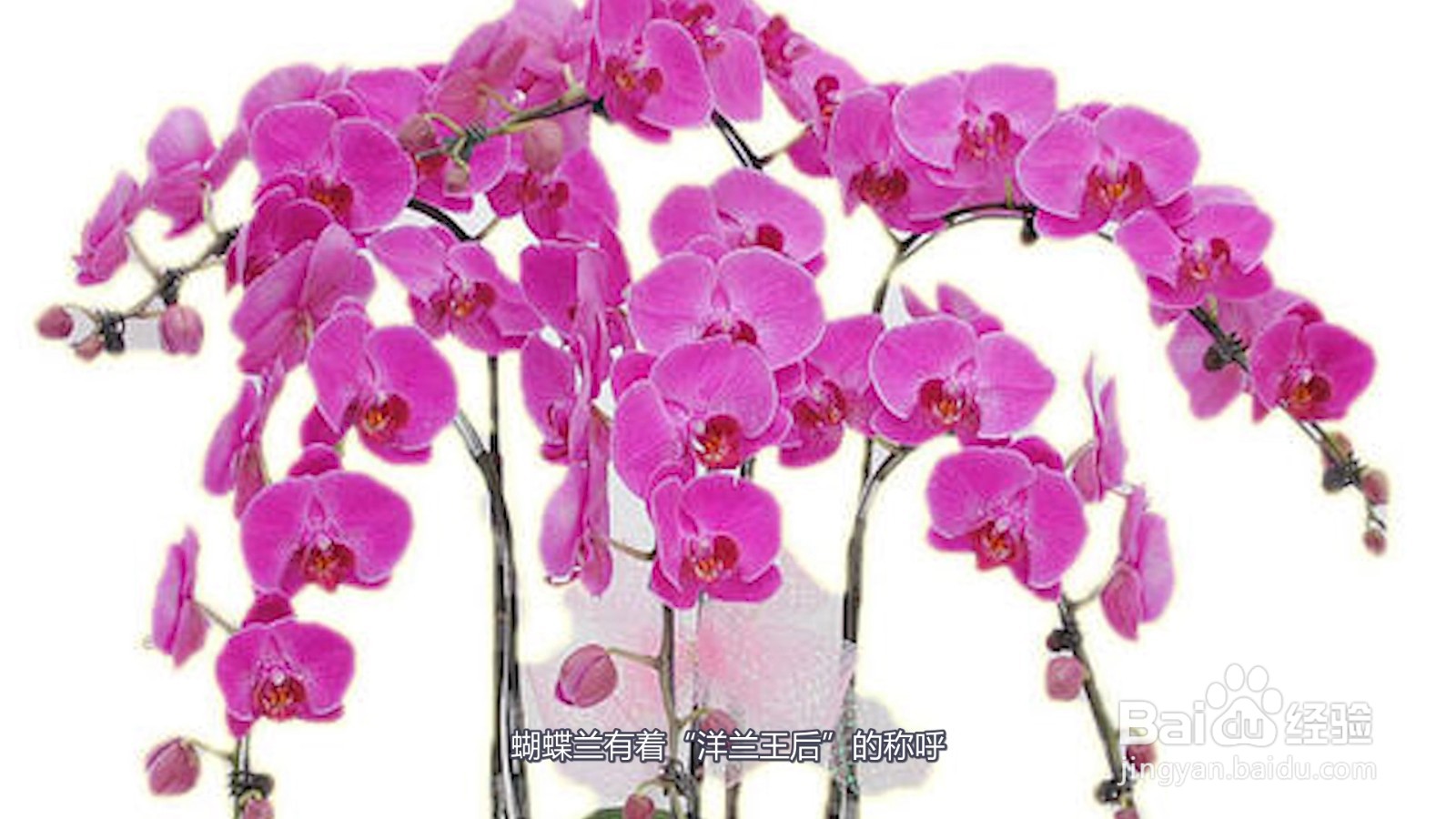 适合客厅养的植物