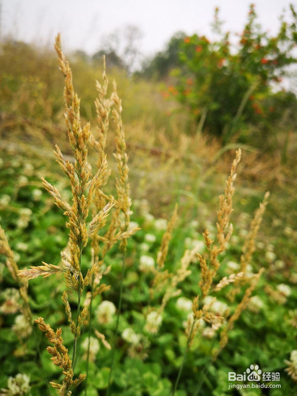 怎么用华为手机拍植物好看