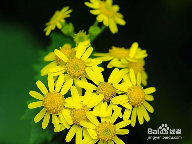 九里光的作用和效果有哪些？