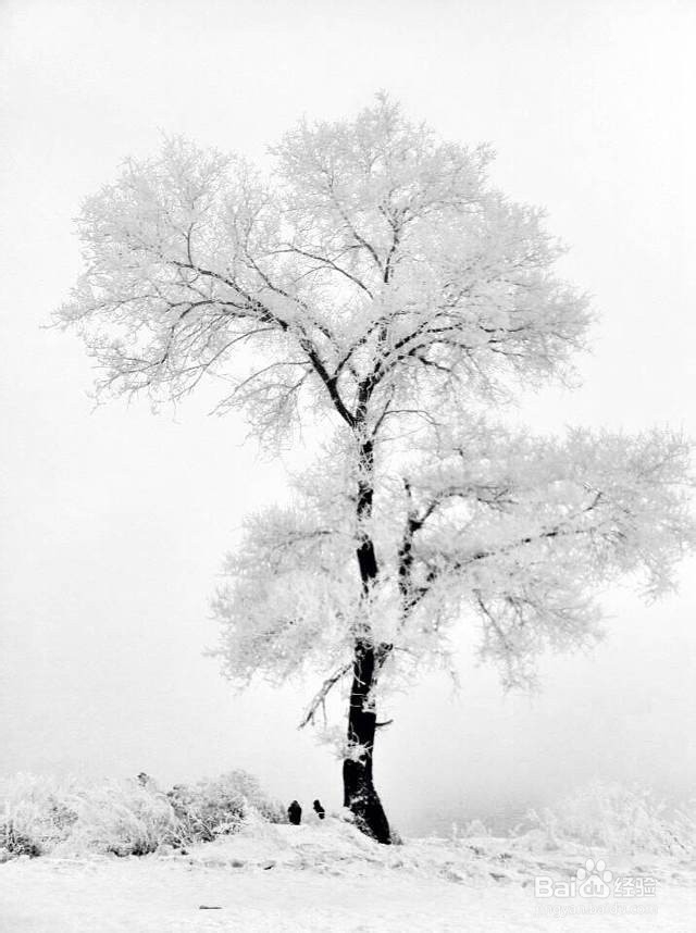 手机摄影技巧：[6]雾凇拍摄小贴士