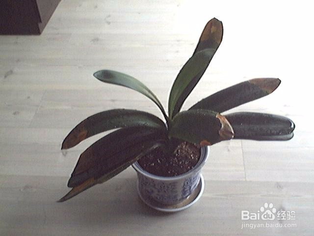 君子兰烂根了怎么办？