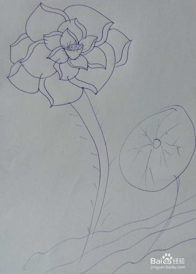 怎样画荷花?