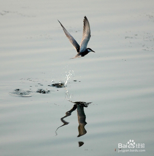 端午去白洋淀旅游感觉很考谱