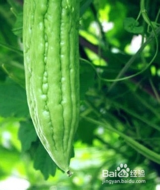 苦瓜片茶的介绍功效泡法，苦尽甘来又一春