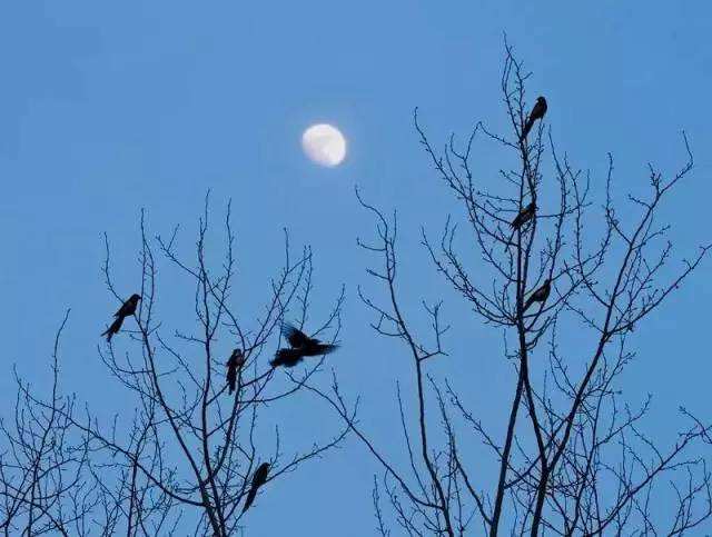 明月别枝惊鹊全诗是怎样的