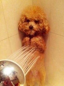 分享自己养泰迪的经验