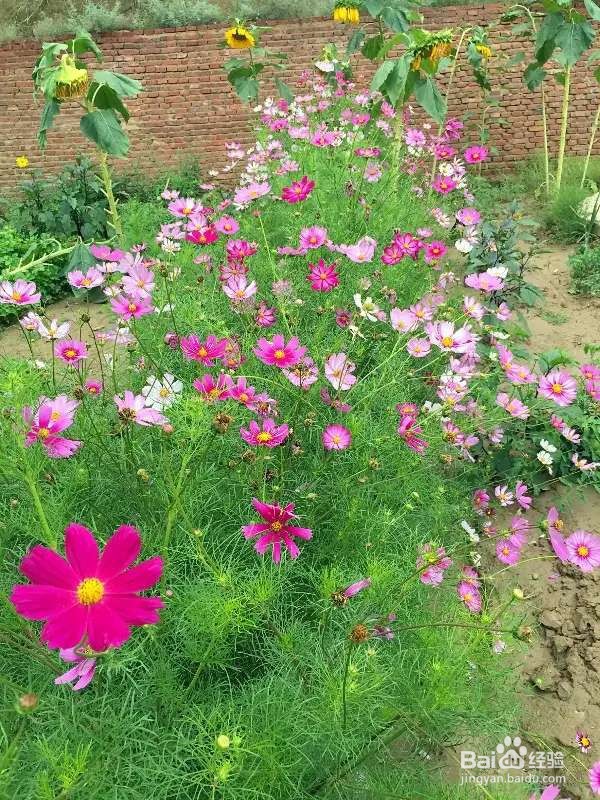 可以自生自长的花，种子掉土里就活