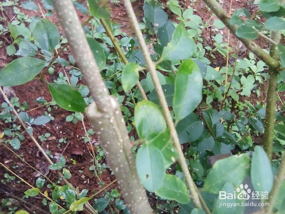 树木嫁接的方法