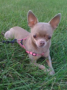 茶杯犬怎么样？