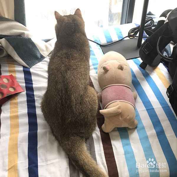 猫吐毛球怎么办