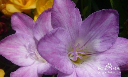 如何养殖香雪兰